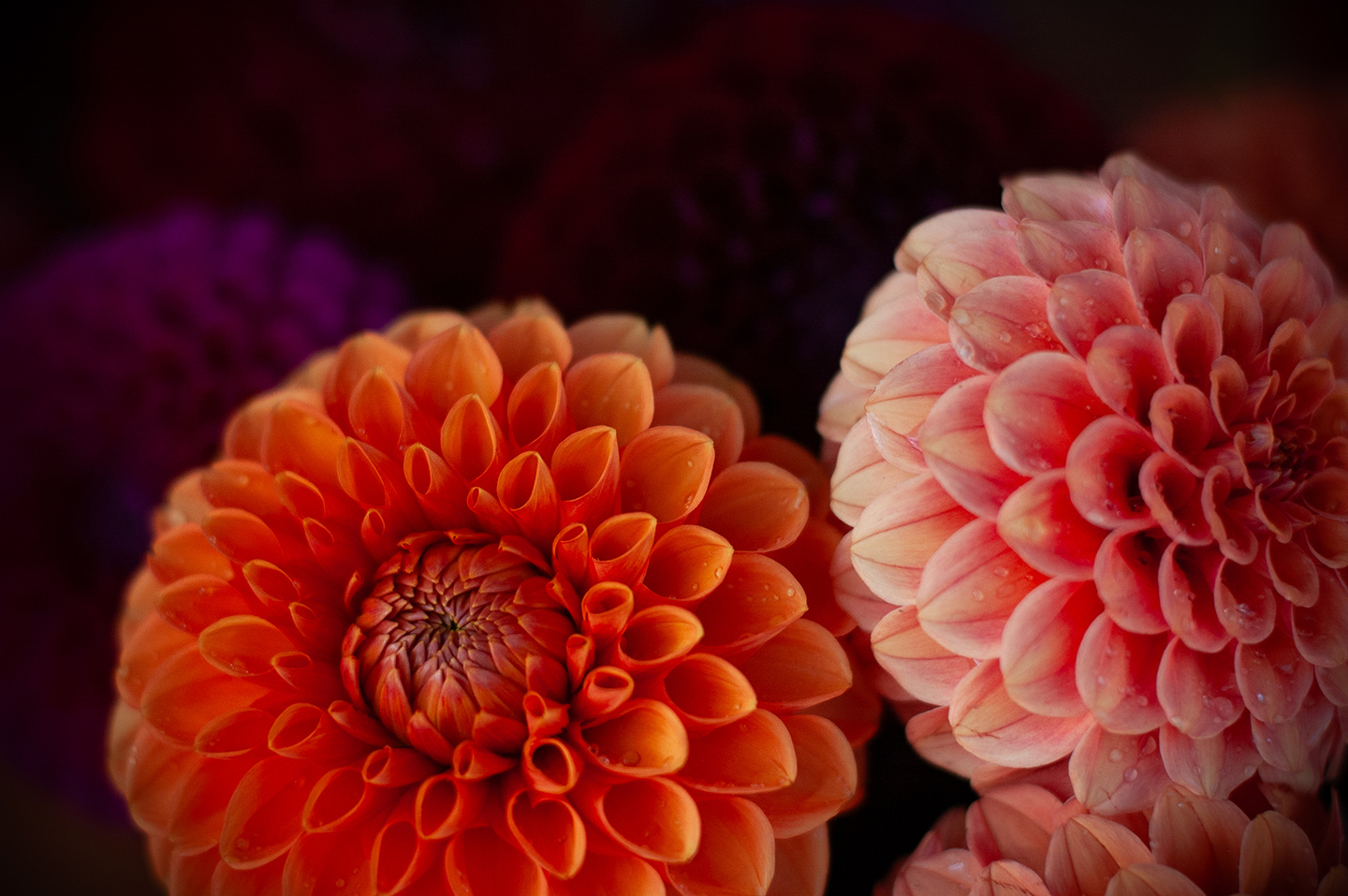 River Road Flower Farm