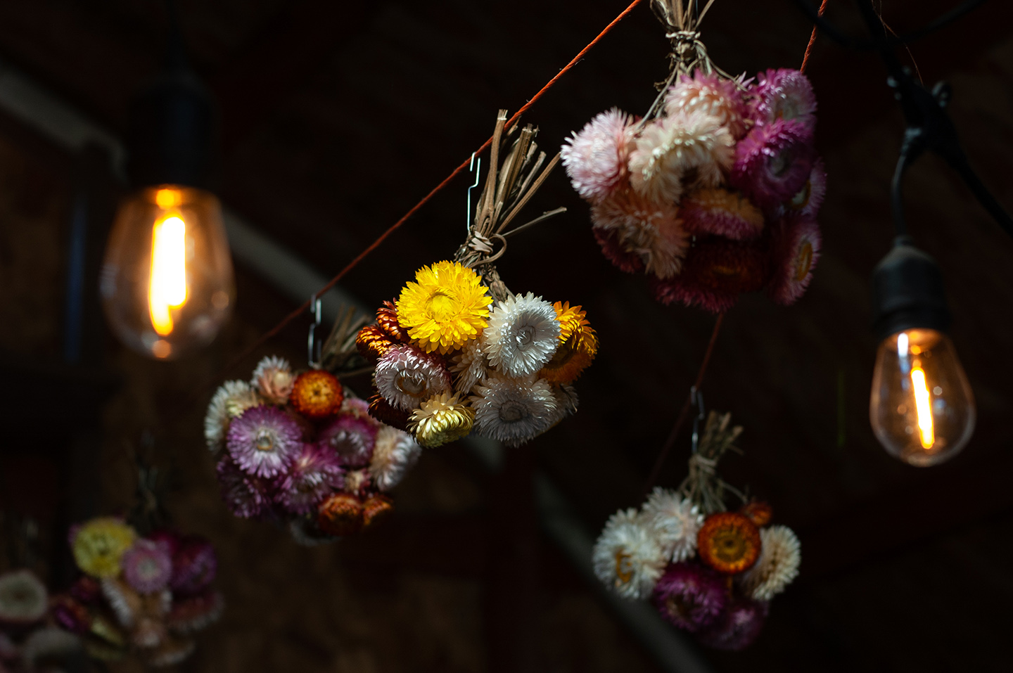 Strawflowers