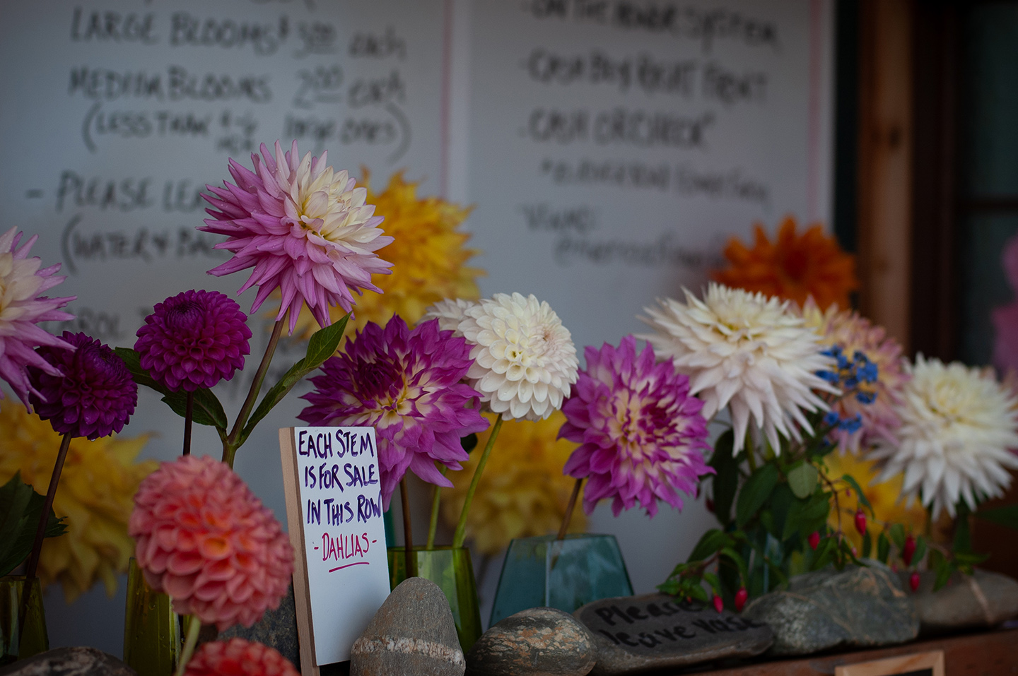 River Road Flower Farm