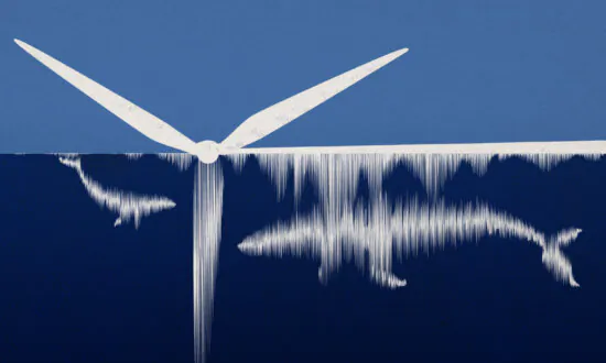 Are Wind Turbines Killing These 100,000 Pound Mammals?