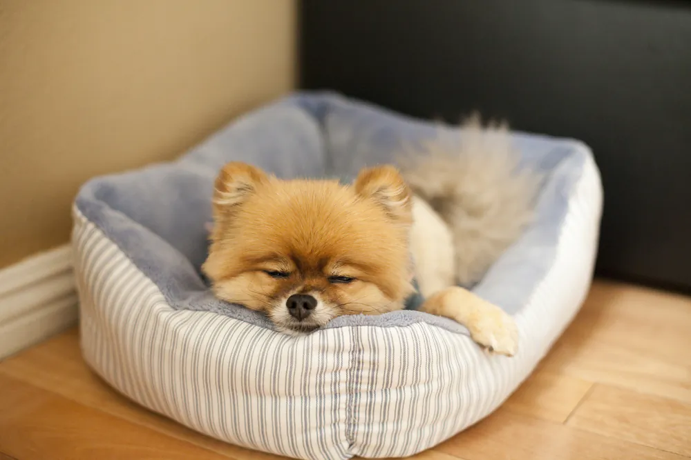 How to Prepare a Home for New Pets