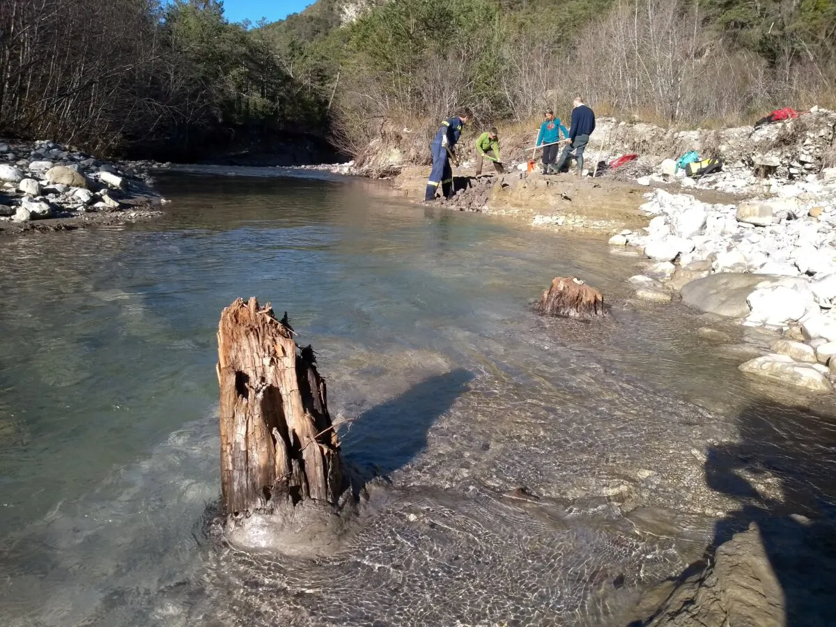 Subfossil Scots pine trees which remain whose fossilization process is not complete in the Drouzet river near Gap in the Southern French Alps in 2021. (Cecile Miramont/Handout via Reuters)
