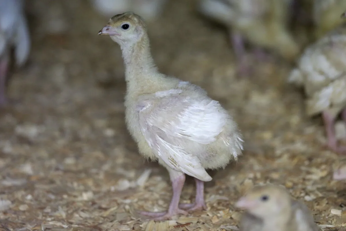 A turkey stands in a barn on a turkey farm near Manson, Iowa, on Aug. 10, 2015. (Charlie Neibergall/AP Photo)