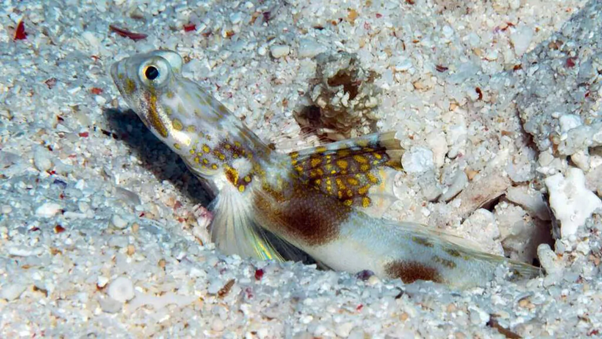 A newly discovered fish species the Lady Elliot Shrimp Goby in the Great Barrier Reef. (AAP Image/Supplied by University of the Sunshine Coast)