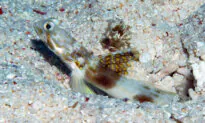 Researchers Find New Fish Species in Great Barrier Reef
