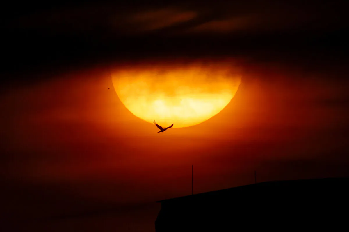 A bird flies past a setting sun in Berlin on June 14, 2023. (David Gannon/AFP via Getty Images)