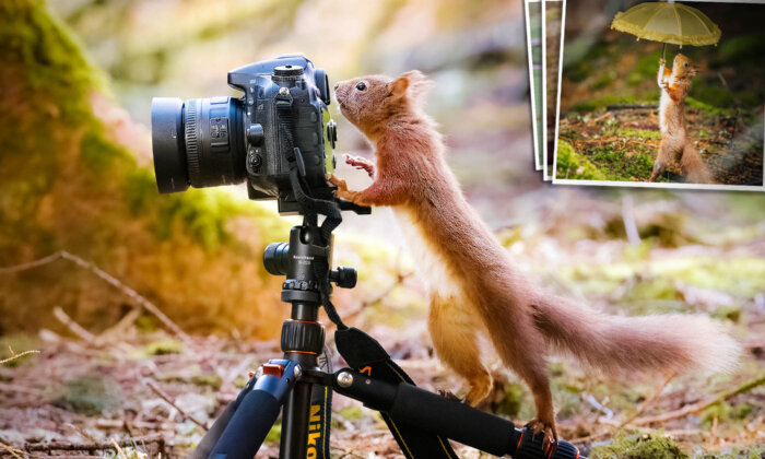 Photographer Captures Moment Adorable Red Squirrels 'Use a Camera'—And Other Cute Objects