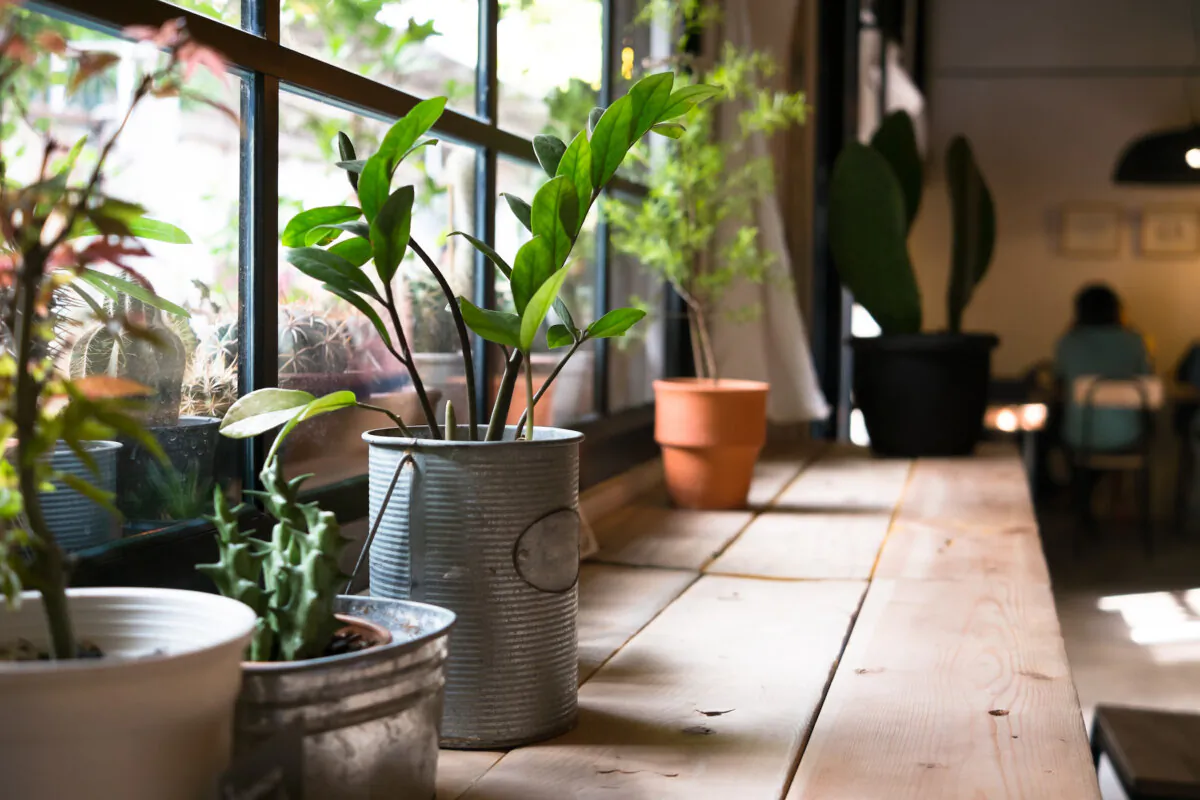 If you have the space and equipment, you could temporarily plant the trees, still in their pots, into a temporary hole. (imnoom/Shutterstock)