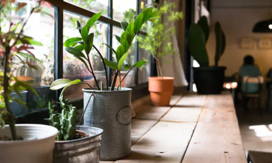 Protecting Potted Plants Over the Winter