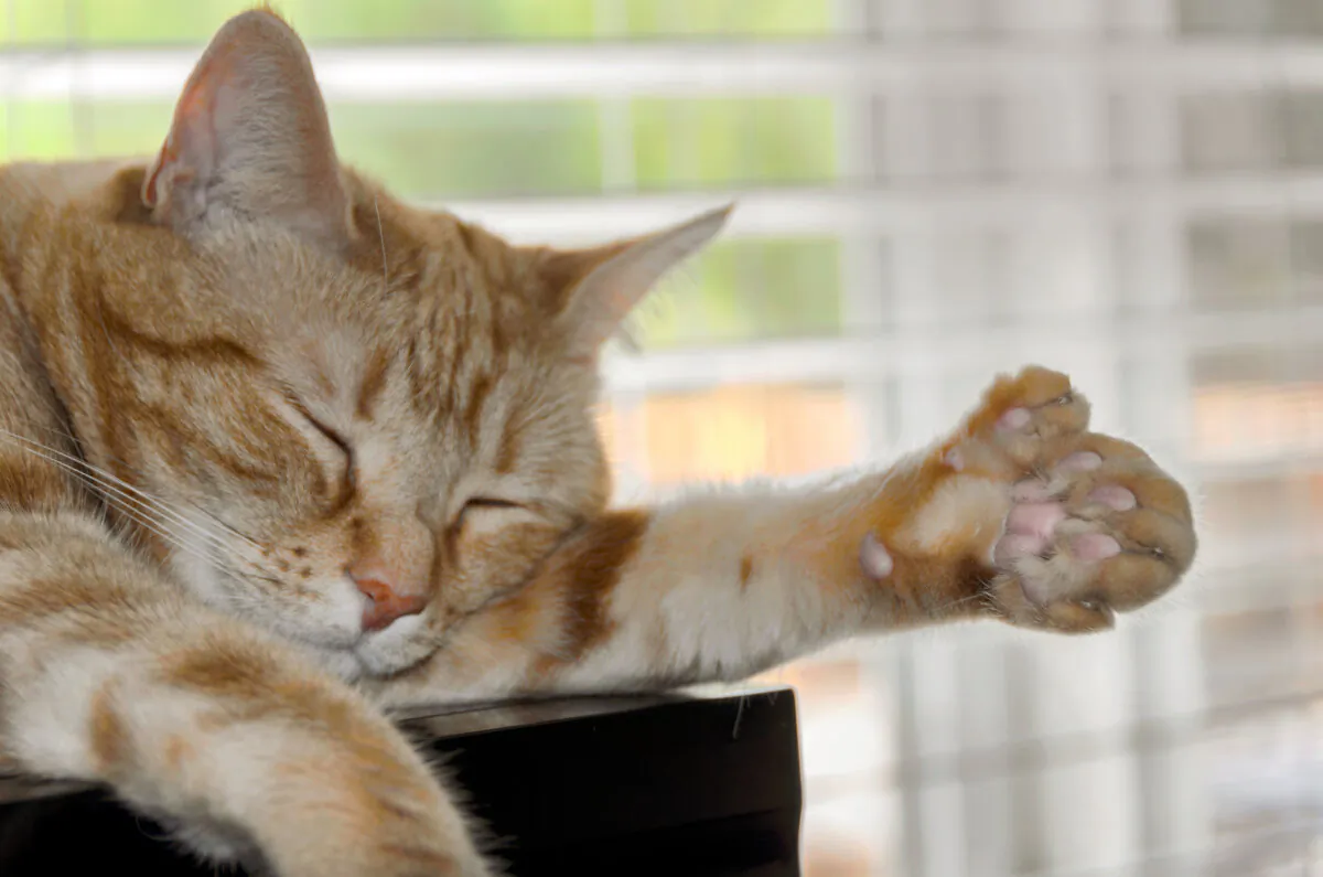 Rare polydactyl orange cat showing large paw with extra toes. (Lux Blue/Shutterstock)