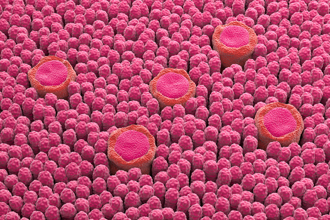 Taste-bud receptors on the tongue. (Nemes Laszlo/Shutterstock)