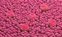 Scientists Discover New Taste Beyond the 5 We Know