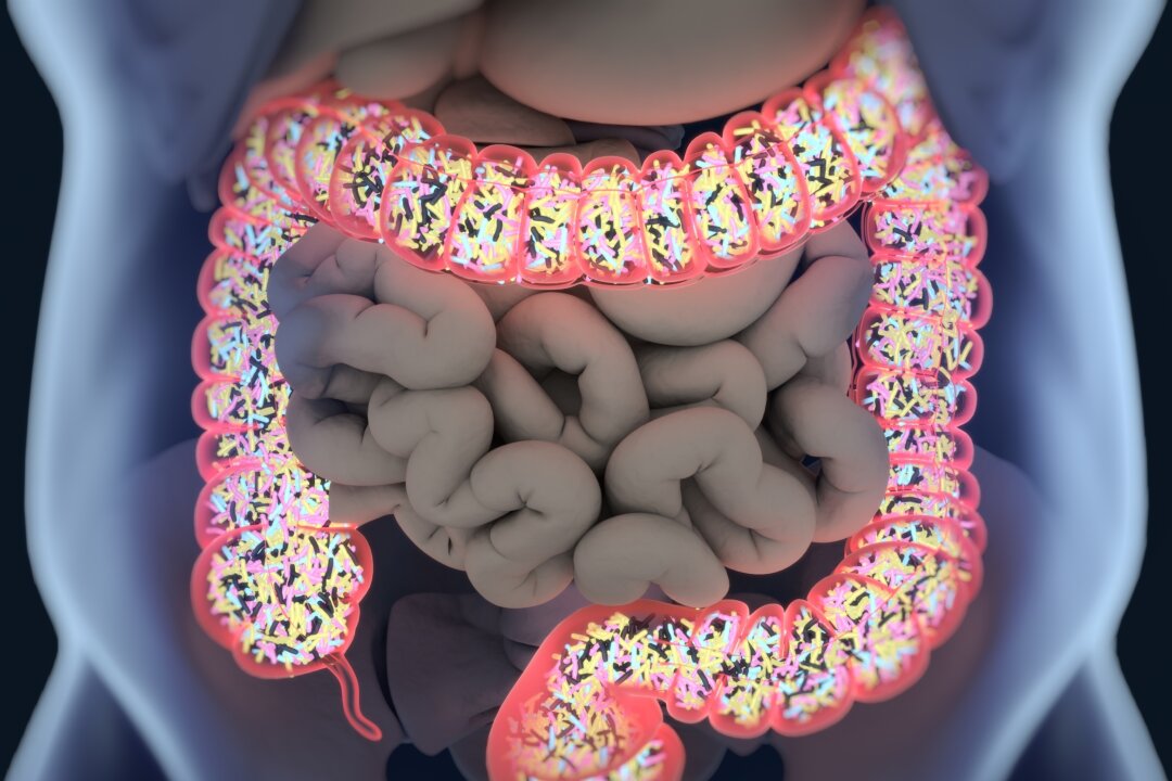 Gut bacteria, microbiome. Bacteria inside the large intestine, concept, representation. 3D illustration.