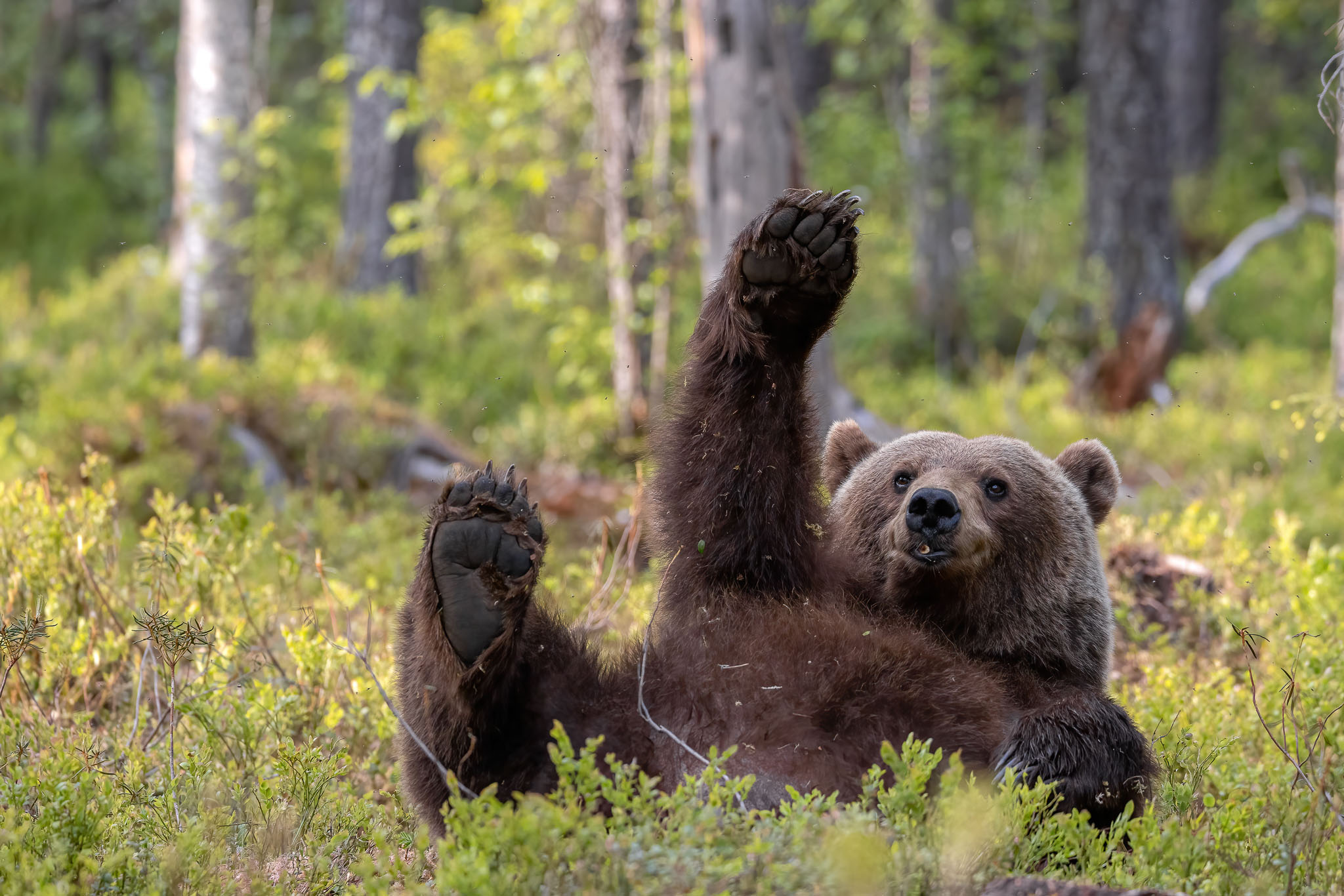 Comedy Wildlife Photography Awards Announce Rib-Tickling Finalists: Vote  for Your Favorite, Win Cash Prize