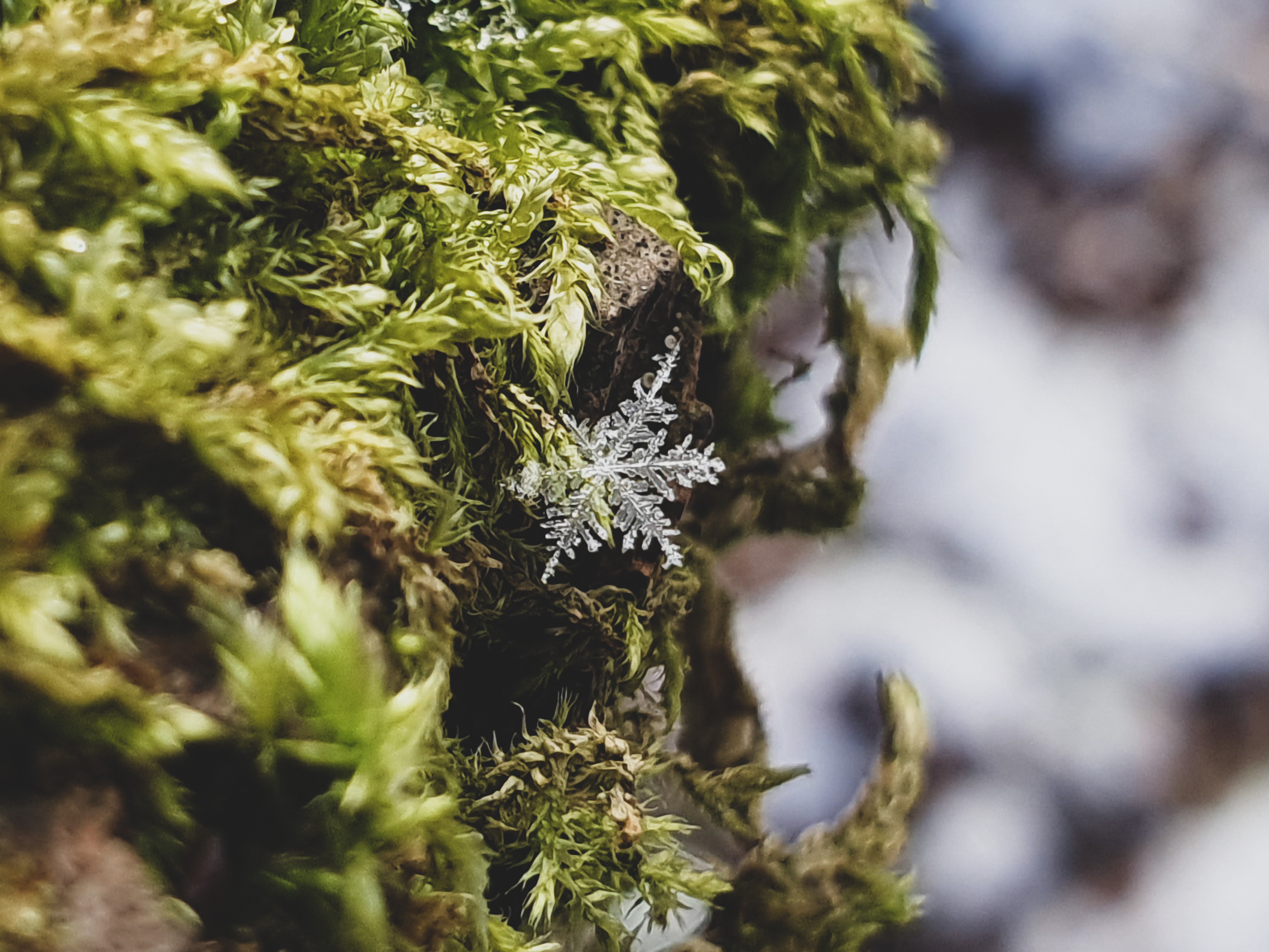 Captured while out on a winter walk in Staffordshire, UK, the delicate beauty of the snowflake helped lift Diane Neves from the depression she was experiencing at the time. Snowflake fall, won the runner up for Standard Chartered Smartphone Weather Photographer of the Year.