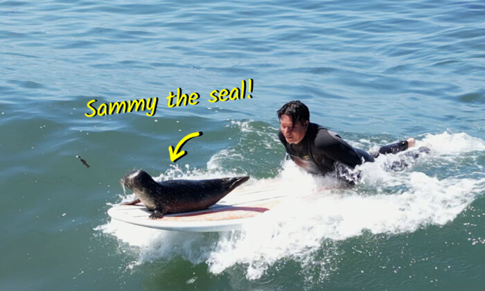 Playful Seal Pup Shows Up at Dawn to Hang Out With Surfers As if Challenging Them for a Game