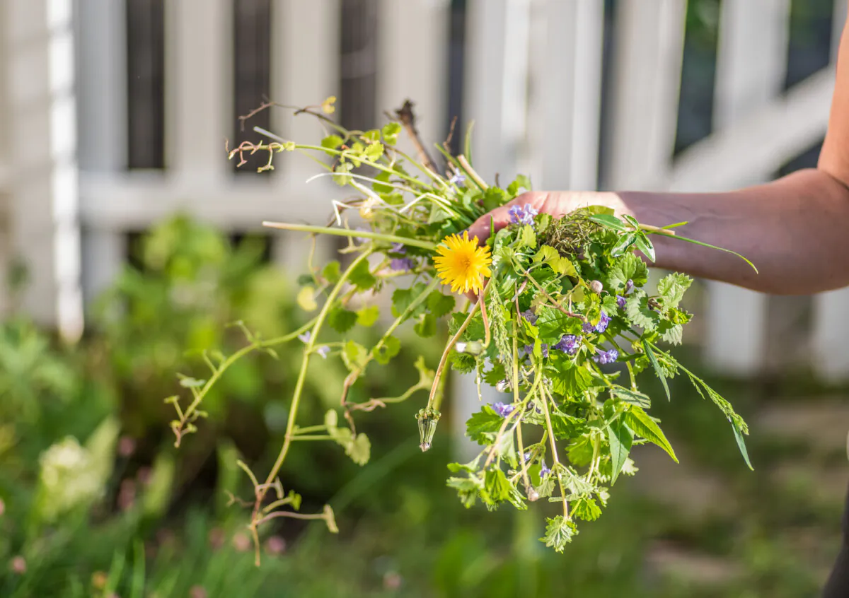 Any plant is considered a weed if it is growing where it is neither wanted nor enjoyed. (David Prahl/Shutterstock)