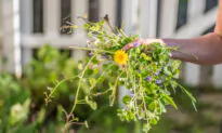How to Get Rid of the Lawn Invader Known as Creeping Charlie