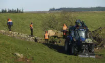 Crane Removes Famous Tree by Hadrian’s Wall in England That Was Cut Down in Act of Vandalism