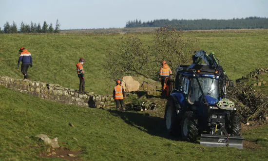 Crane Removes Famous Tree by Hadrian’s Wall in England That Was Cut Down in Act of Vandalism