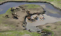 ‘Extinction Risk’: Federal Backing for Feral Horse Cull