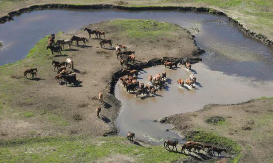 ‘Extinction Risk’: Federal Backing for Feral Horse Cull
