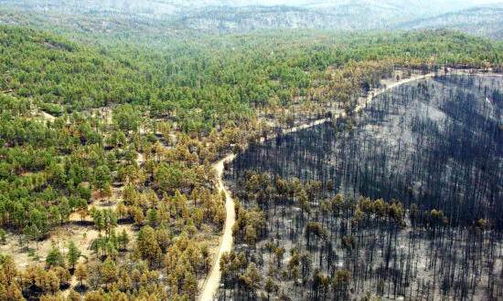 Climate Activists Seek to Save the Planet by Cutting, Burying Trees