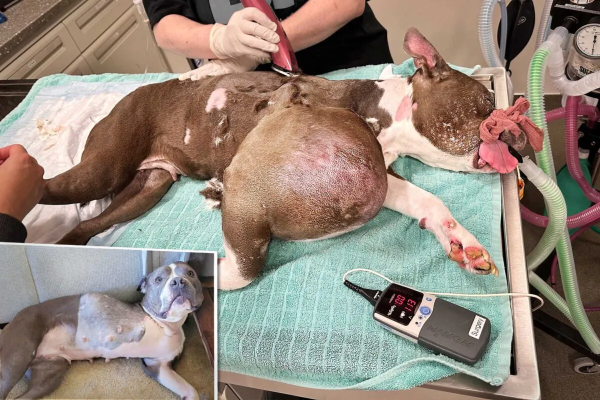 (Courtesy of The Humane Society for Tacoma & Pierce County)