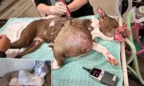 Rescuer Finds Pit Bull With Volleyball-Sized Tumor, Gets Her Life-Saving Surgery—And Forever Home
