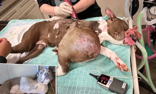 Rescuer Finds Pit Bull With Volleyball-Sized Tumor, Gets Her Life-Saving Surgery—And Forever Home