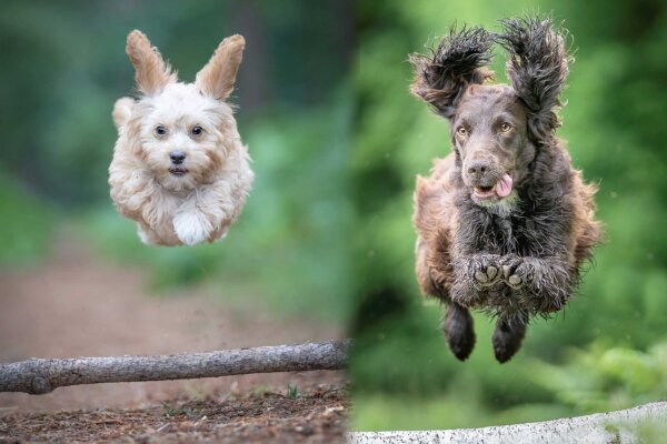 Photographer Coaxes Hilarious Dogs to Strike Their Best 'Superman' Pose, Captures Them in Midair