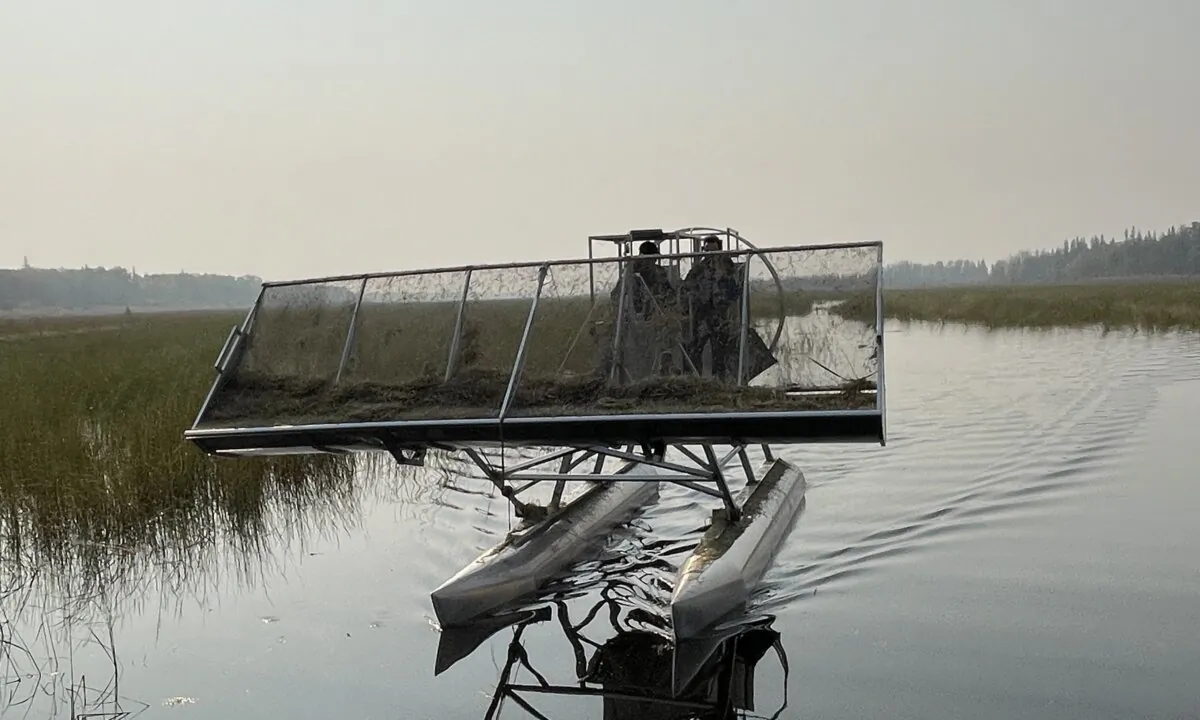 An airboat harvesting wild rice in northern Saskatchewan during the 2023 harvest. (Courtesy of Origins Wild Rice Co.)