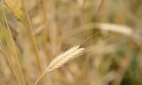 Einkorn: An Ancient Grain for Modern Times