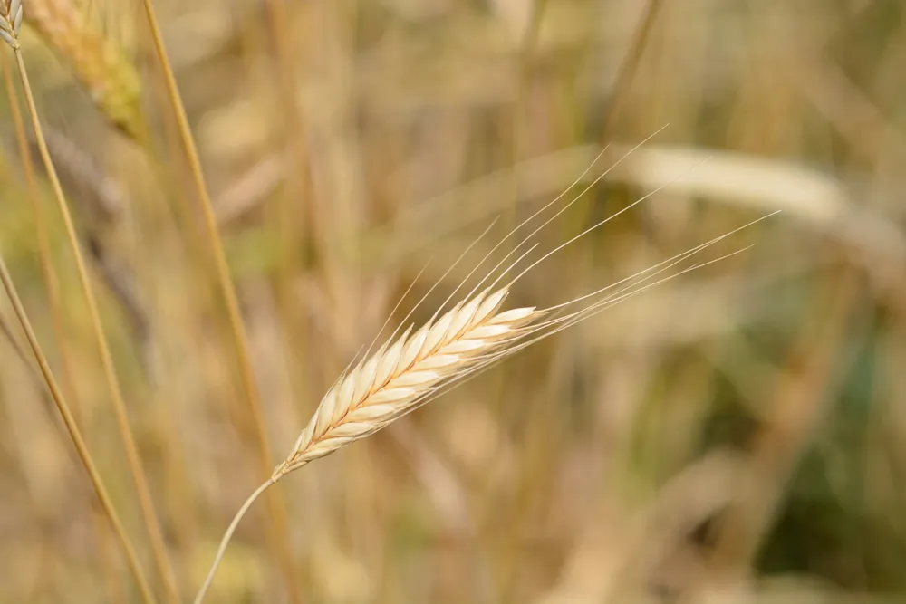 This ancient grain has a rich flavor and nutritional profile. (Nahhana/Shutterstock)