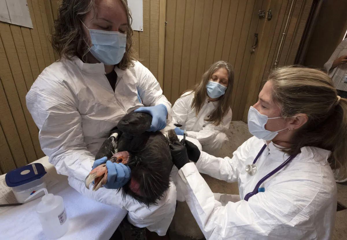Condor keeper Debbie Sears (L) holds tight on a condor while Dr. Dominique Keller, chief veterinarian (R) gives the California condor an avian influenza vaccine as Condor keeper Chandra David (C) looks on at the Los Angeles Zoo on Aug. 15, 2023. (Richard Vogel/AP Photo)