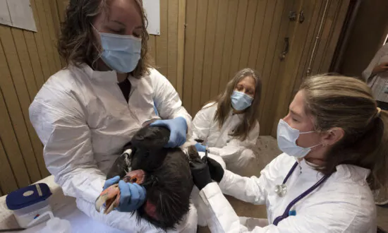 New Vaccine Expected to Give Endangered California Condors Protection Against Deadly Bird Flu