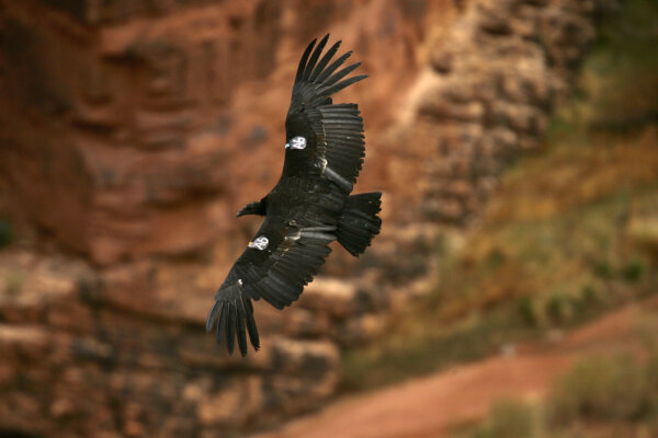 Epoch Times Photo