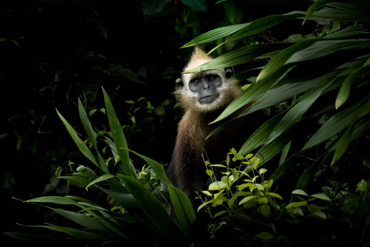 (© Thomas Vijayan/Courtesy of All About Photo)