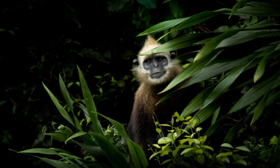 Winners of a Nature Photo Contest: Pick Your Favorites—From Royal Monkeys to Magical Landscapes, and More