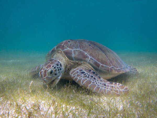 “Of Time and Turtles: Mending the World, Shell by Shattered Shell”