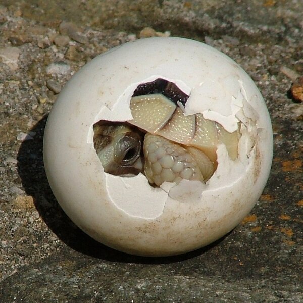 “Of Time and Turtles: Mending the World, Shell by Shattered Shell”