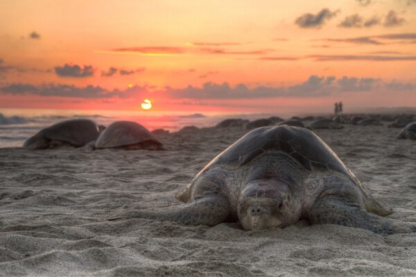 “Of Time and Turtles: Mending the World, Shell by Shattered Shell”