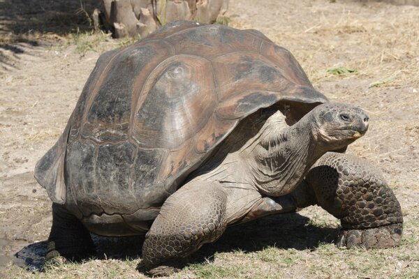 “Of Time and Turtles: Mending the World, Shell by Shattered Shell”