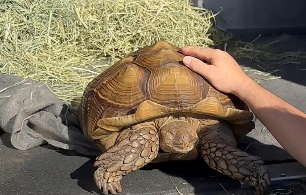 A sulcatta tortoise named Frank the Tank, shown in this recent handout photo, is looking for a new home after being found wandering around Richmond, B.C. (The Canadian Press/HO - Dewdney Animal Hospital)