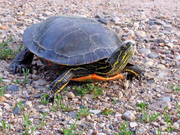 “Of Time and Turtles: Mending the World, Shell by Shattered Shell”