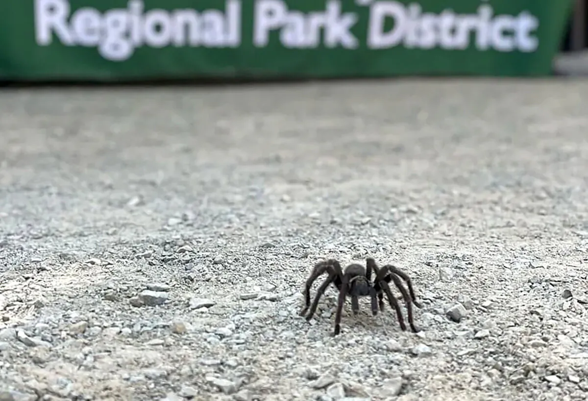 A spider of the species Aphonopelma iodius of the tarantula family. (Courtesy of Julie Marco)