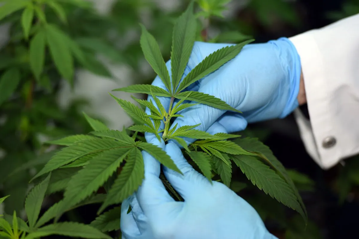 A researcher examines a cannabis plant at an undisclosed location in Victoria, Australia, on June 9, 2017. (Saeed Khan/AFP via Getty Images)