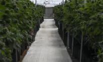 Massachusetts Cannabis Worker Died on Job From Asthma, the First Reported Case in US