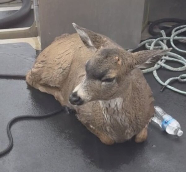 id5512476-deer-2