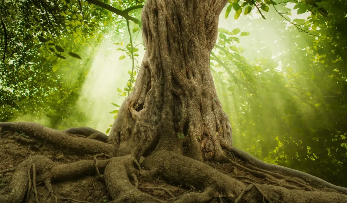 Big tree roots and sunbeam in a green forest (Shutterstock)